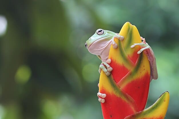 A promotional image of Neeko, the Curious Chameleon, surrounded by colorful foliage and smiling warmly. The image radiates positivity and inclusivity, reflecting Neeko's open and accepting personality, which is a core aspect of her LGBTQ+ representation in the game.