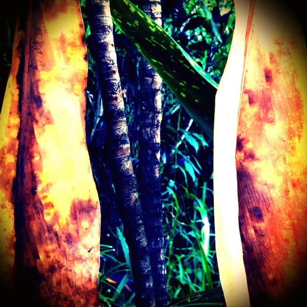 A side-by-side comparison of two ward skins, one highly visible with bright colors and the other blending seamlessly into the jungle terrain.